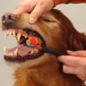 Pet Toothbrush